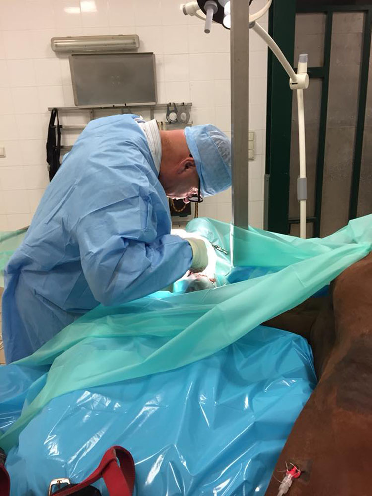 Clinique Equine de Sers - Actes médicaux